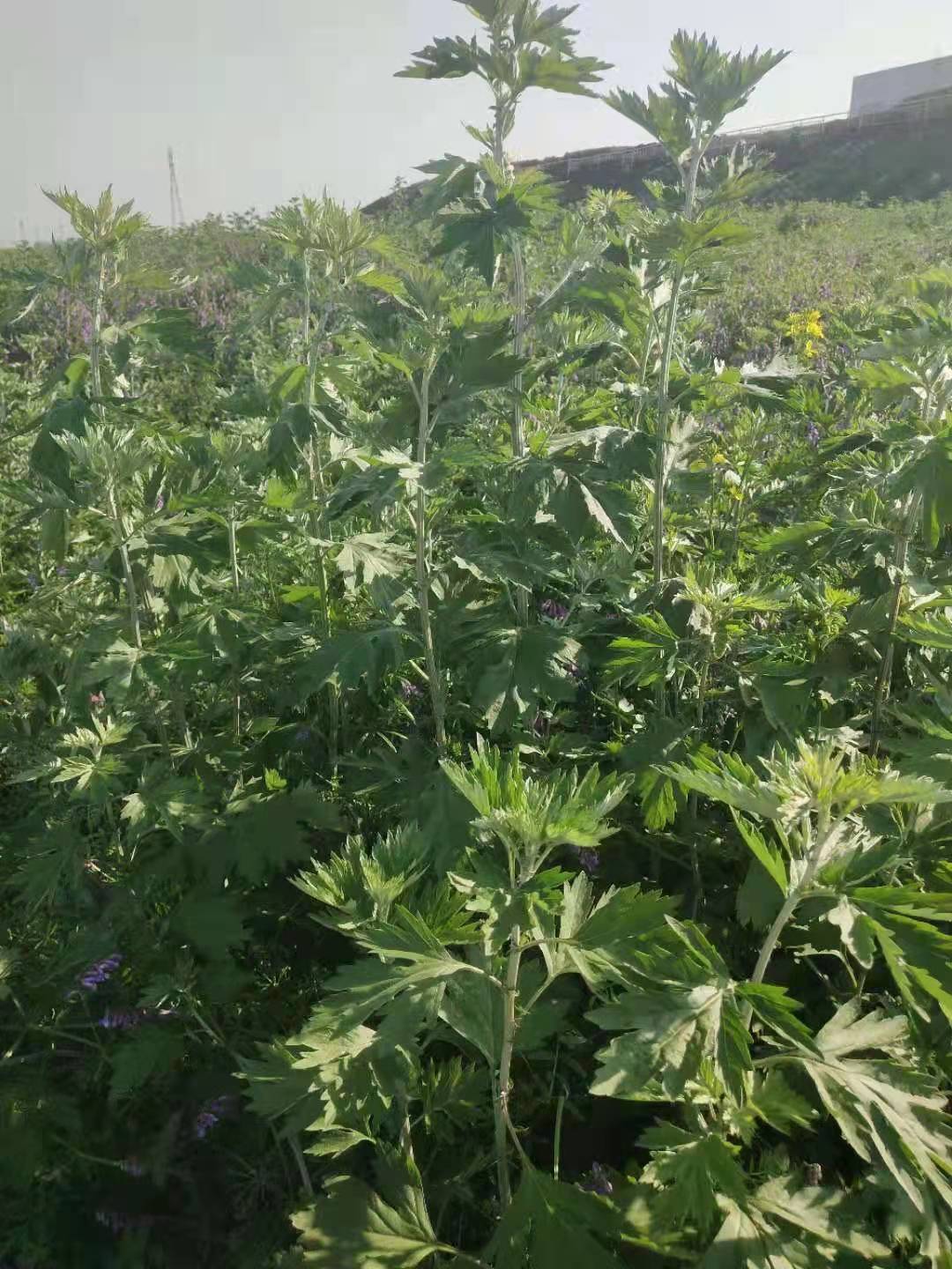 微信图片_20210407095348.jpg