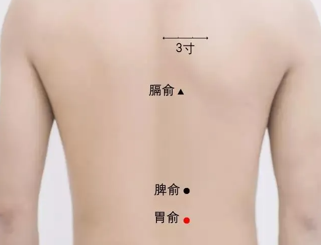 胃俞.png