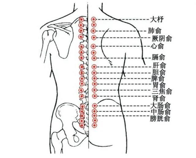 背部经络.jpg
