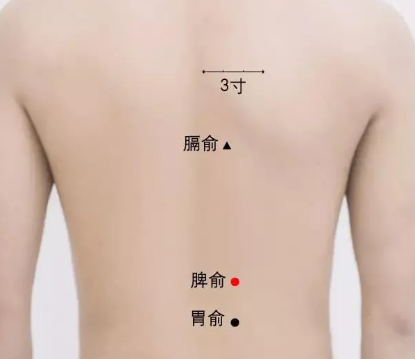 脾俞.png